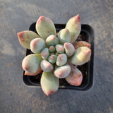 Pachyphytum 'Red Dragonfly'  红蜻蜓