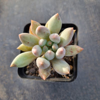 Pachyphytum 'Red Dragonfly'  红蜻蜓