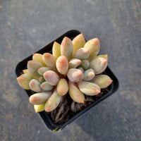 Pachyphytum 'Red Dragonfly'  红蜻蜓