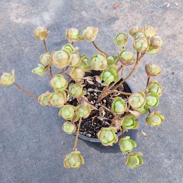 11cm pot Aeonium saundersii 橄榄球玫瑰11cm盆