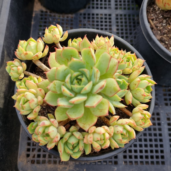 *GLGhybrid(2-2) Echeveria Ballsii Hybrid 灰姑娘杂