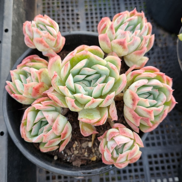 *GLGhybrid(2-4) Echeveria Raspberry ice hybrid 冰莓杂