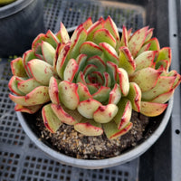 *GLGhybrid(2-5) Echeveria Puebla hybrid 普埃布拉杂