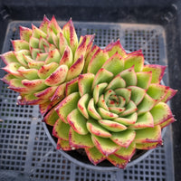 *GLGhybrid(2-6) Echeveria Agavoides hybrid 东云杂