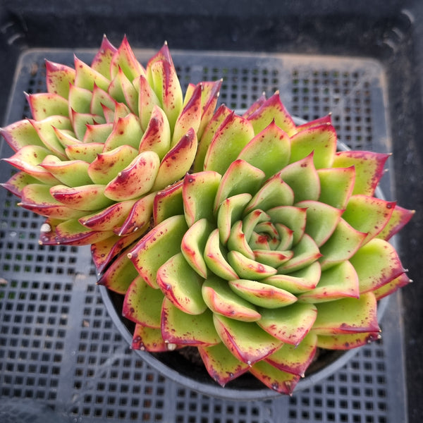 *GLGhybrid(2-6) Echeveria Agavoides hybrid 东云杂