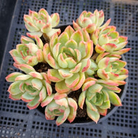 *GLGhybrid(2-7) Echeveria Raspberry ice hybrid 冰莓杂