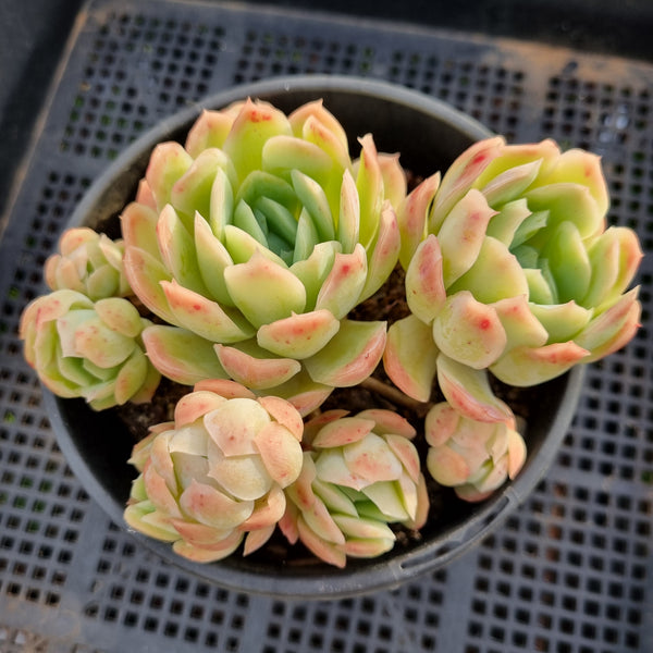 *GLGhybrid(2-9) Echeveria Raspberry ice hybrid 冰莓杂