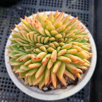 *GLGhybrid(2-10) Echeveria Agavoides hybrid crested 东云杂缀化