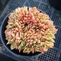 *GLGhybrid (2-11) Echeveria Agavoides hybrid crested 东云杂缀化