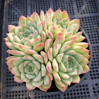 *GLGhybrid (2-12) Echeveria Derenbergii hybrid 船长杂