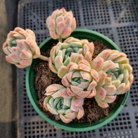 *GLGhybrid(2-13) Echeveria Mexican Snowball hybrid 墨西哥雪球杂