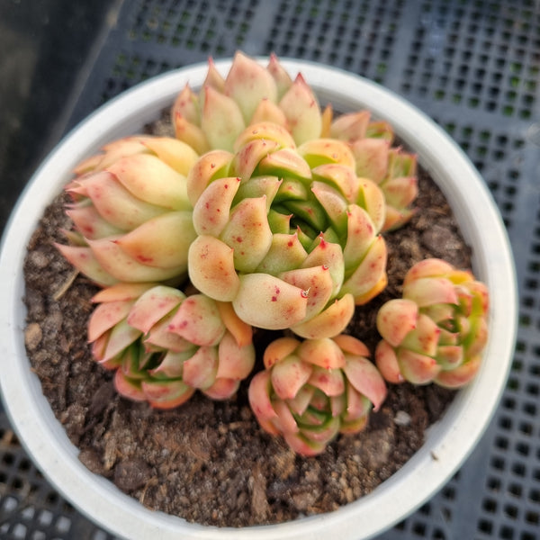 *GLGhybrid(2-14) Echeveria Mexico Minima X Agavoides 墨姬杂东云