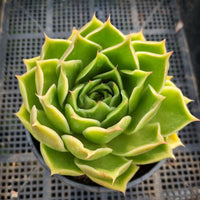 *GLGhybrid(2-15) Echeveria agavoides Ebony hybrid 乌木杂