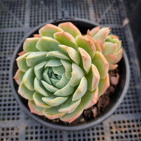 *GLGhybrid(2-17) Echeveria Elegans 'Alba' hybrid 白月影杂