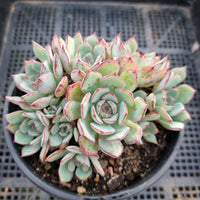 *GLGhybrid(2-18) Echeveria Ballsii Hybrid 灰姑娘杂