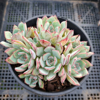 *GLGhybrid(2-18) Echeveria Ballsii Hybrid 灰姑娘杂