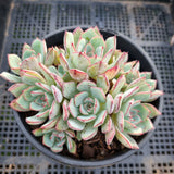 *GLGhybrid(2-18) Echeveria Ballsii Hybrid 灰姑娘杂