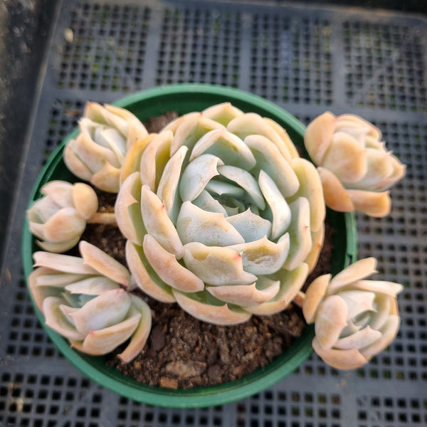 *GLGhybrid(2-20) Echeveria Mexican Snowball hybrid 墨西哥雪球杂