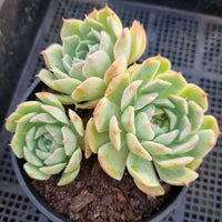 *GLGhybrid(2-22) Echeveria Elegans 'Alba' hybrid 白月影杂