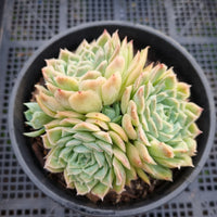 *GLGhybrid(2-25) Echeveria Mexico Minima hybrid 墨姬杂