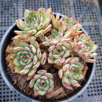 *GLGhybrid(2-28) Echeveria Puebla hybrid 普埃布拉杂