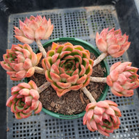 *GLGhybrid(2-29) Echeveria Agavoides hybrid 东云杂