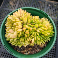 *GLGhybrid(2-31)  Echeveria Agavoides hybrid crested 东云杂缀化