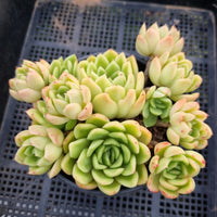 *GLGhybrid(2-32)Echeveria Agavoides hybrid 冬云杂