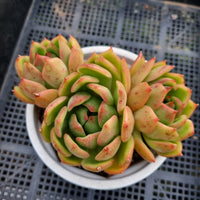 *GLGhybrid(2-34) Echeveria agavoides Frank Reinelt hybrid 弗兰克杂