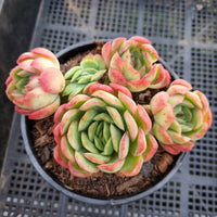 *GLGhybrid(2-35) Echeveria Mexican Snowball hybrid 墨西哥雪球杂