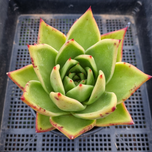 *GLGhybrid (2-37) Echeveria agavoides Ebony hybrid 乌木杂