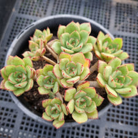 *GLGhybrid(2-38)  Echeveria Ballsii hybrid 灰姑娘杂