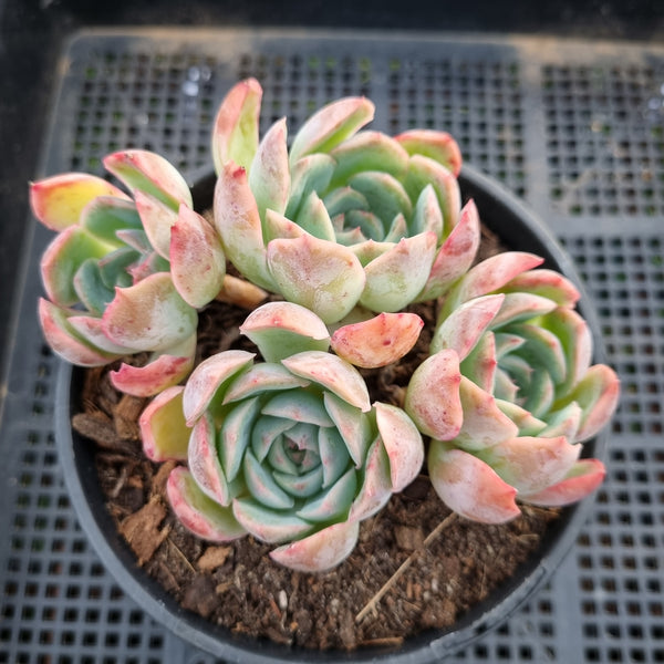 *GLGhybrid(2-39) Echeveria Mexico Minima hybrid 墨姬杂