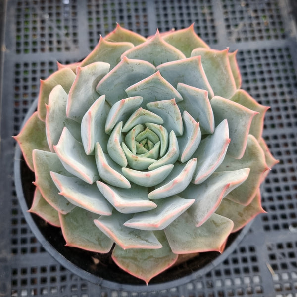 ＊GLGhybrid(2-40) Echeveria shaviana hime hybrid 沙维娜杂