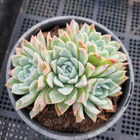 *GLGhybrid (2-41) Echeveria Gilo hybrid 财路杂