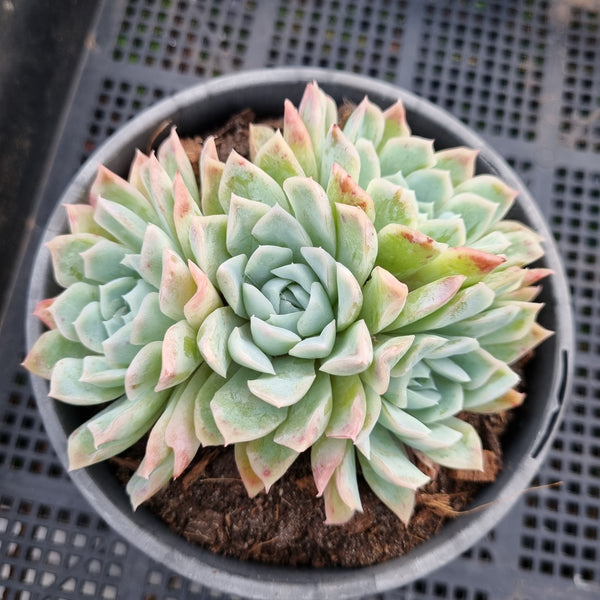 *GLGhybrid (2-41) Echeveria Gilo hybrid 财路杂