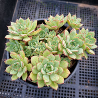 *GLGhybrid (2-44) Echeveria Derenbergii hybrid  静夜杂