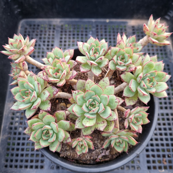 *GLGhybrid(2-45) Echeveria Ballsii hybrid 灰姑娘杂