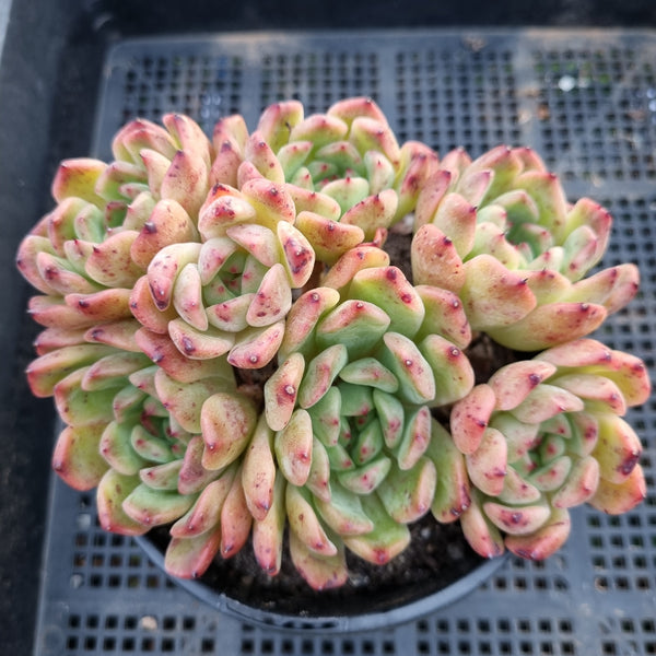 *GLGhybrid (2-48) Echeveria cuspidata var. Zaragozae hybrid 黑爪杂