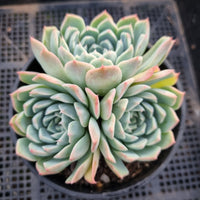 *GLGhybrid(2-50) Echeveria Bradburiana hybrid 火焰杯/蓝安娜杂