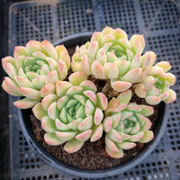 *GLGhybrid (2-51) Echeveria Iria hybrid 伊利亚杂