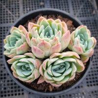 *GLGhybrid (2-52) Echeveria Mexican Snowball hybrid 墨西哥雪球杂