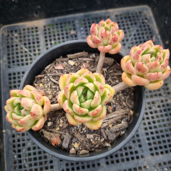 *GLGhybrid(2-53) Echeveria 'Gilva' hybrid 玉杯东云杂