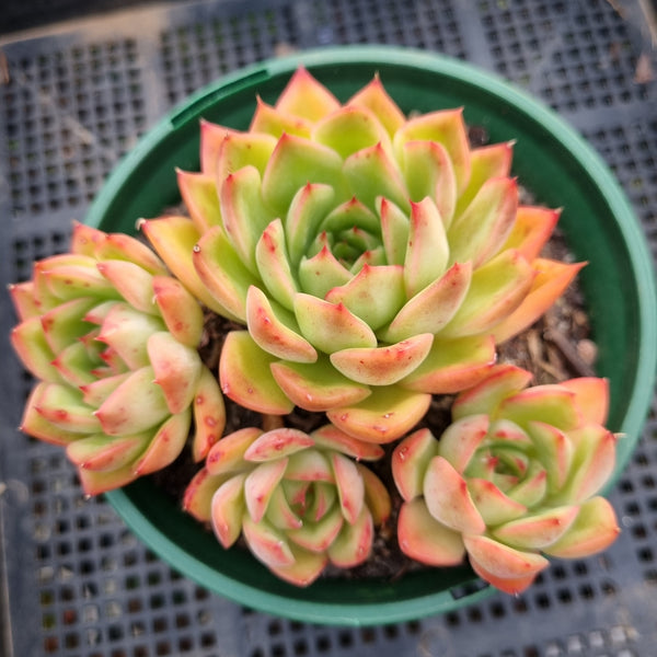 *GLGhybrid(2-54) Echeveria Agavoides hybrid 东云杂