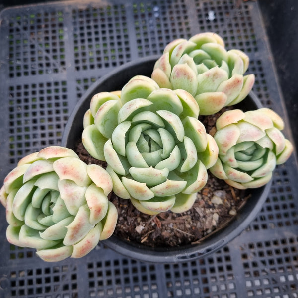 *GLGhybrid (2-55) Echeveria Mexican Snowball hybrid 墨西哥雪球杂