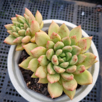 *GLGhybrid(2-56) Pachyphytum compactum hybrid 千代田之松杂