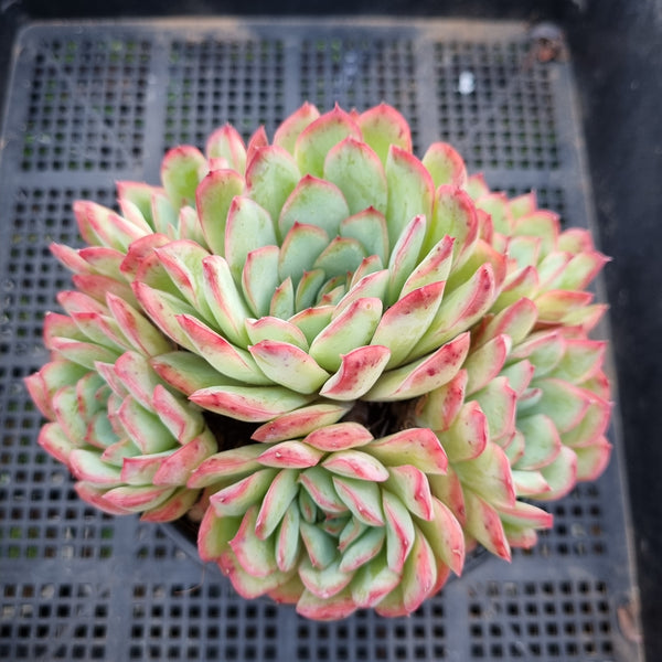 *GLGhybrid(2-57) Echeveria Schichi-kuksi hybrid