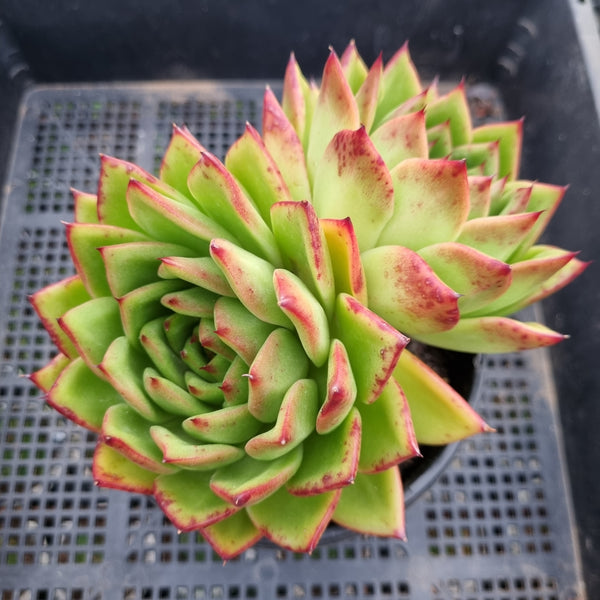 *GLGhybrid(2-59) Echeveria Agavoides Lipstick hybrid 口红杂