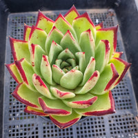 *GLGhybrid(2-60) Echeveria Agavoides Lipstick hybrid 口红杂