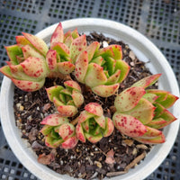 *GLGhybrid(2-61) Echeveria Agavoides hybrid 东云杂